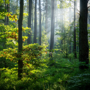 Beautiful,Sunny,Morning,In,Green,Forest