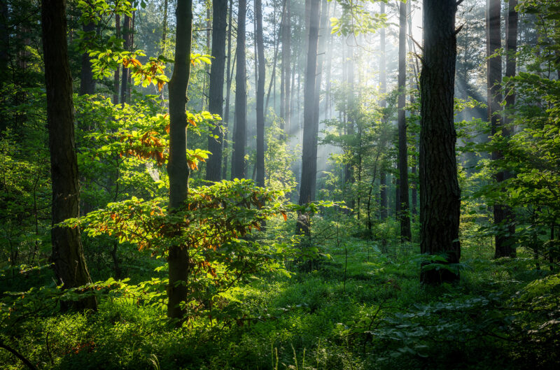 Beautiful,Sunny,Morning,In,Green,Forest